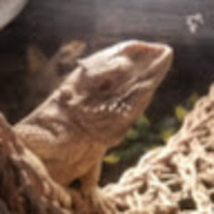 Meet your Posher, Mikyla cambaliza